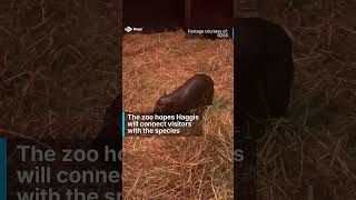 Scotlands Moo Deng Endangered pygmy hippo calf arrives at zoo [upl. by Elna]