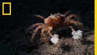 Watch These Crabs Tear Their Living quotPomPomsquot to Shreds  National Geographic [upl. by Simon]