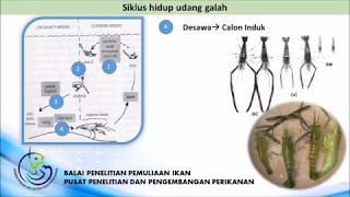 siklus hidup udang galah  life cycle of Macrobrachium rosenbergii [upl. by Yddeg]