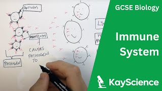 The Immune System  GCSE Biology  kaysciencecom [upl. by Yenffit]