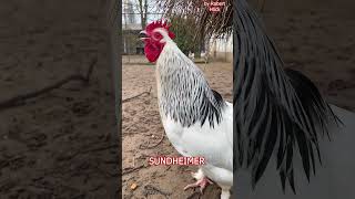 SUNDHEIMER Hühner Hahn kräht Sundheimer rooster crowing rarechickenbreed fancychickens hühnerhof [upl. by Lacram]