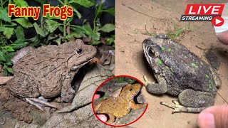 🐸Boing boing catching froggy funny  wep wep catch frogs make you laugh fannyvideo frog shorts p3 [upl. by Aggappera]