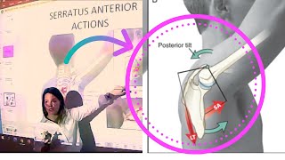 Serratus Anterior Applied Anatomy amp Kinesiology [upl. by Aihpledalihp]