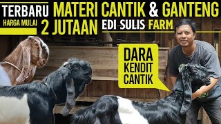 Mulai 2 Jutaan  Ready Bakalan Pacek amp Kendit Cantik  Kambing PE Kaligesing Edi Sulis Farm [upl. by Eelaroc]