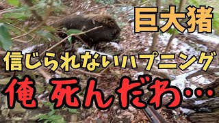 【最後はヘッドショット】猟犬アスカが起こした巨大猪が目の前に来たので、猟銃の引き鉄を弾いた瞬間…【単独狩猟一銃一狗】 [upl. by Emirak]