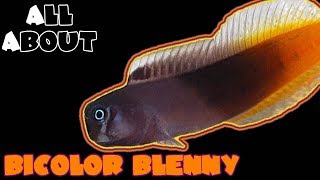 All About The Bicolor Blenny [upl. by Fawne338]