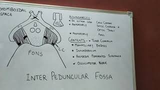 Interpeduncular FossaNeuroanatomy Part 16 [upl. by Eldwon]