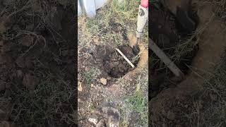 Hand excavation milwaukeepowertools plumbingservices localplumber plumbing likeandsubscribe [upl. by Steel]