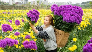 Harvesting Purple Chrysanthemum  The Beauty Of A Flower Is Very Captivating Goess to market sell [upl. by Kcirdor703]