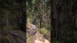 Eastern Bearded Dragon is going home beardeddragon australia nature reptiles [upl. by Bonnell]