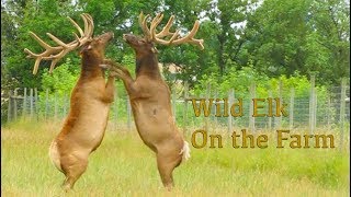 Wild Elk On the Farm [upl. by Tarryn]