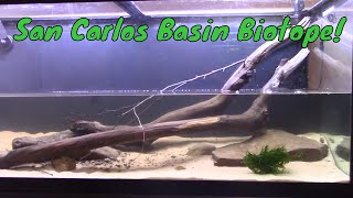 San Carlos Basin Biotope Build [upl. by Ssew]