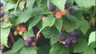 Blackberries Black Raspberries And A Some Wine Grapes [upl. by Aisel242]