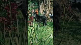 Dixie belgian shepherd groenendael taking bath cachorro perro perros doglover shepherd [upl. by Ilram]