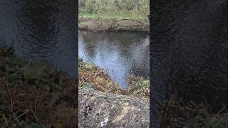 So excited when We found towpath on Calder and Hebble Navigation shortvideo nature uk [upl. by Lianne]