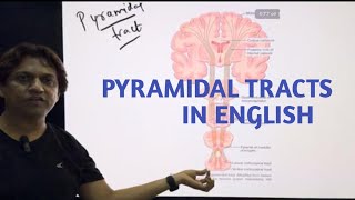 Pyramidal Tracts InEnglish corticospinaltract physiology nervoussystem neurology Doctors Corner [upl. by Adnotal]