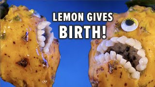 Emergency FruitSurgery  Emergency CSection Lemon gives birth DiscountDentist Ep 140 Shorts [upl. by Threlkeld]