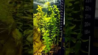 Bacopa Caroliniana low maintenance Aquarium Plant [upl. by Virnelli77]