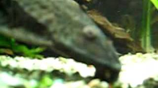 Sailfinned plecostomusGlyptoperichthys gibbiceps [upl. by Leviralc883]