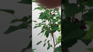 Akka tho saradaga kasepu red berry plant birds [upl. by Nedgo]