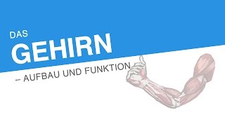 DAS GEHIRN – AUFBAU UND FUNKTION  Biologie  Biologie des Menschen Mittelstufe [upl. by Komsa]