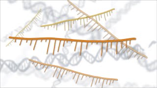 Fixing Genes with Antisense Oligonucleotides ASOs [upl. by Llerdnam566]