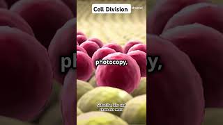 CellDivision trendingvideos meiosis mitosis biology science [upl. by Katuscha]