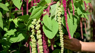 Amaranthus GrowALong [upl. by Atteram]