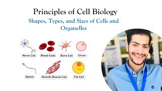 Lecture 2  Shapes Types and Sizes of Cells and Organelles  Principles of Cell Biology [upl. by Marquet175]