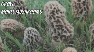 How to grow morel mushrooms in your yard  Morels are delicious short [upl. by Sid]