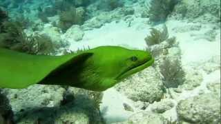 Huge Moray Eel Swimming in the Open [upl. by Yancy]