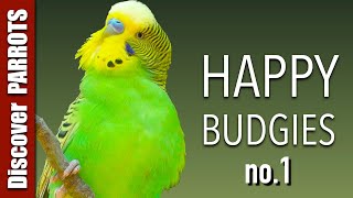 Happy Budgies 1  Budgerigar Sounds to Play for Your Parakeets  Discover PARROTS [upl. by Nnyleak]