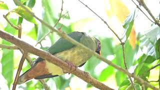 Male Jambu Fruit Dove at Fragrant Garden Oct 5 2024 [upl. by Ettezzus]