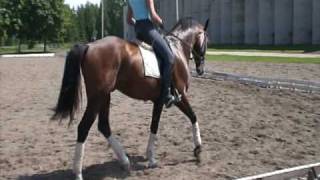 Dressage horse for sale 6 yo  SOLD [upl. by Noella]