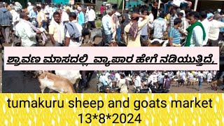 kyatsandra goat and sheep market review 1382024 AGRIANIMALS [upl. by Druce]