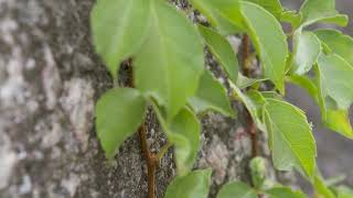 Parthenocissus quinquefolia  Virginia Creeper [upl. by Eislehc]