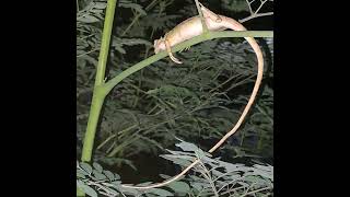 He wake up on the MORINGA TWIG reptiles wakeup moringa twigs reptilelover reptileworld [upl. by Nnylaehs]