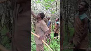 SEE HADZABE HUNTERS SHOOTING A MONKEY UP THE TREES shorts [upl. by Nolram]