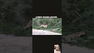 Lioness vs leopard animals wildlife wildanimals leopard tiger [upl. by Wilbert]