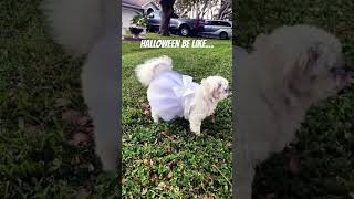 MUFFIN LOVES HALLOWEEN 16 years old she keeps going despite vestibular disease myhero shihtzu [upl. by Sokim]