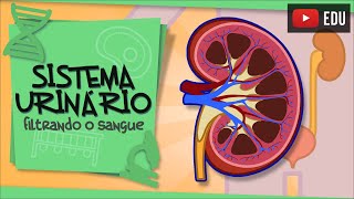 Sistema Urinário  filtrando o sangue [upl. by Eimmas]