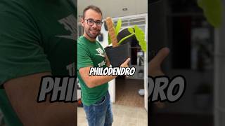 Utiliza tutores en philodendros monsteras singonios Pothos etc plantas tutordefibra [upl. by Sherourd]