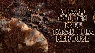 Chaco Golden Knee Grammostola pulchripes Tarantula Rehouse [upl. by Epuladaugairam]