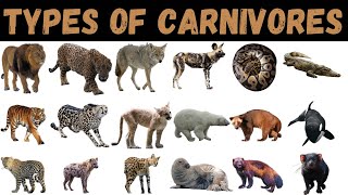 Types Of Carnivores  Carnivores  Wildlife For Kids carnivore education [upl. by Manwell]