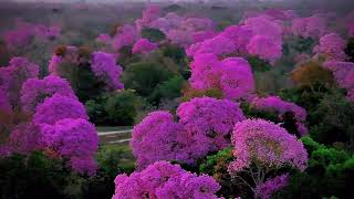 Pink Trumpet Trees in Brazil [upl. by Sollie307]