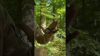 Bündeln ohne Knoten survival bushcraft natur wald [upl. by Gadmon]