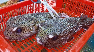 Amazing Pufferfish Cooking Steamed Fugu with Scallion Sauce  Seafood  驚人的河豚料理 河豚粥 蔥醬蒸河豚 海鮮餐廳 [upl. by Alauqahs760]