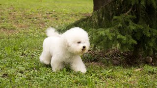 Why the Bichon Frise Is the Perfect Companion Dog [upl. by Lulu238]