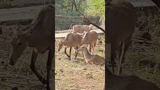 Nilgai nilgai wildlife Boselaphustragocamelus largeantelope herbivores like subscribe share [upl. by Pironi]