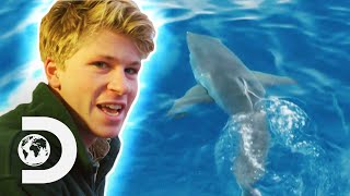 Robert Irwin Swims With Great White Sharks For The First Time  Crikey Its Shark Week [upl. by Aelyk379]